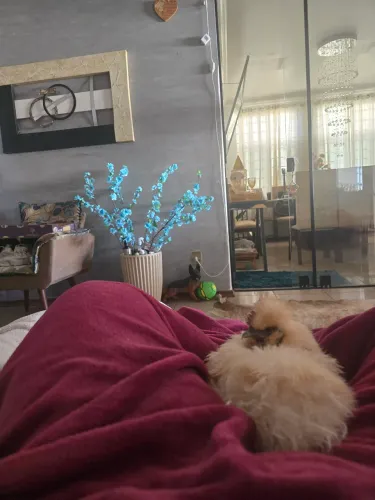 Casinha para galinha e sedosa juntamente c ela