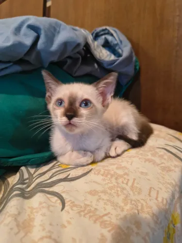 Gatinha siamês pra adoção