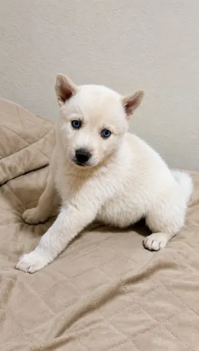 Cachorro
