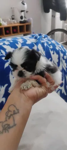 Filhote Shitzu bem pequeno preto e branco