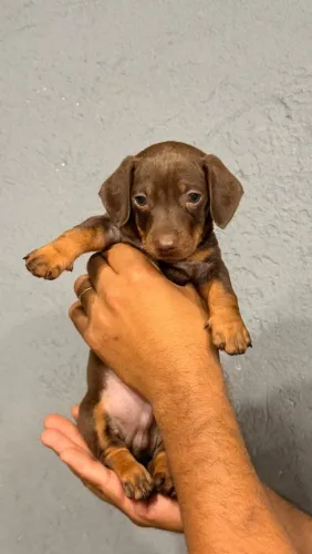 Dachshund Salsicha Macho 