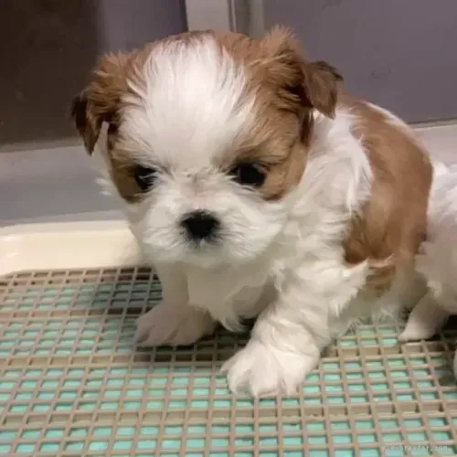 Baby shih tzu/shitzu com contrato e garantia de saúde profissional dócil