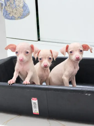 Pinscher Albino (macho e fêmea)