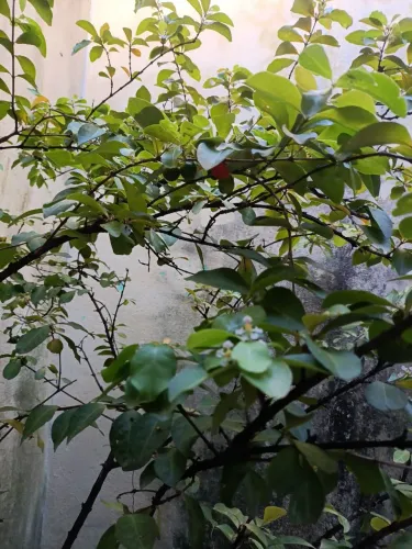Pé de acerola já com frutos 