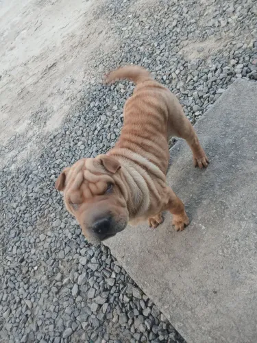 Filhote de shar-pei macho com pedigree