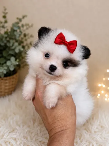 Spitz Alemão Fêmea!! Princesa Belissima.