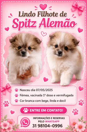 Lulu da palmerania (sptiz Alemão)