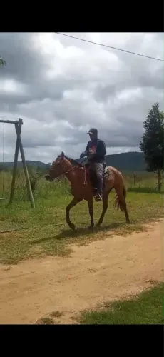 OPORTUNIDADE - POTRO CASTANHO COM PASSADA
