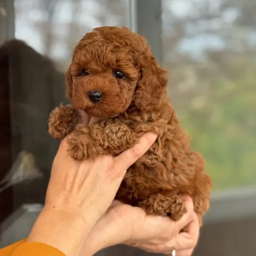 Filhotinho bem fofo de poodle toy