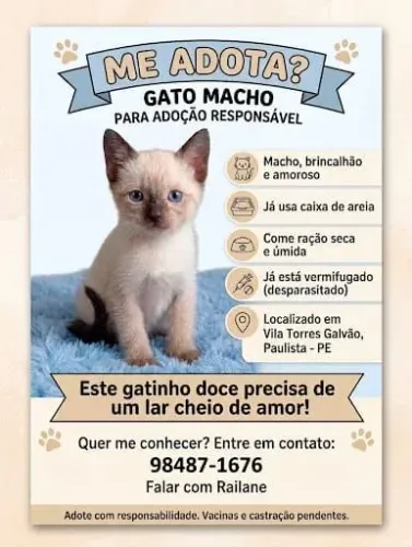Gato macho para adoção responsável
