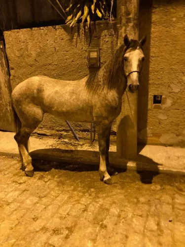 Vendo cavalo mangalarga paulista