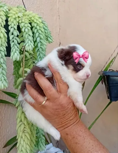 Spitz Alemão Machinho e Fêmea