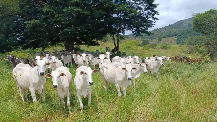 Fazendas na Bahia, que vc procura! Venha que temos.