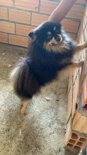 Lulu da Pomerânia 