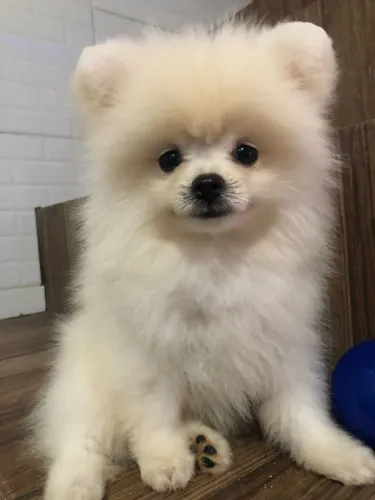 Lulu da pomeronha macho