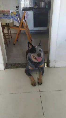 Cão da Raça Boiadeiro Australiano a procura de Namorada.