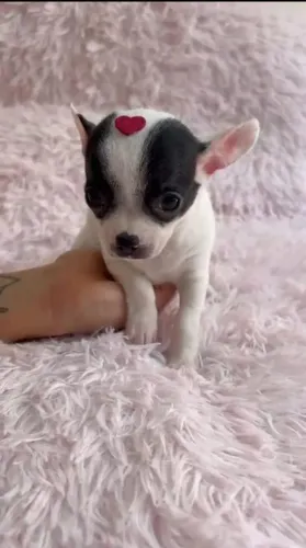Vendo Chihuahua Fêmea R$ 2.500