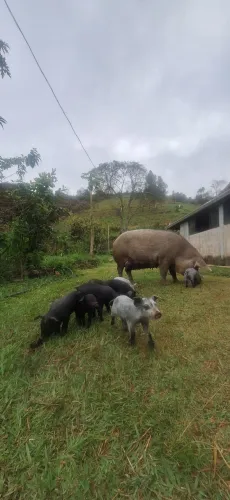 Leitões Duroc × Moura - Recria e Engorda