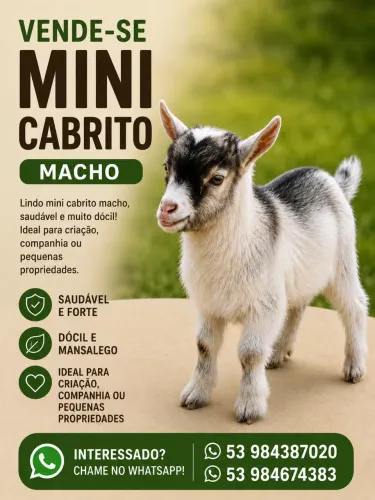 Mini- cabrito