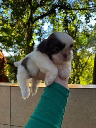 Shih tzu lindo!! VALOR TOP