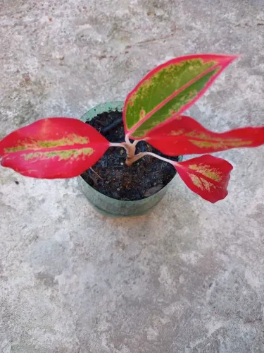 Muda da planta Aglaonema.Alt 8 cm.