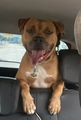 American Bully Standard macho 