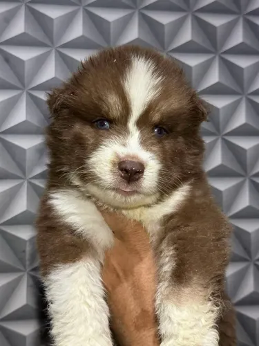 Filhote de husky siberiano