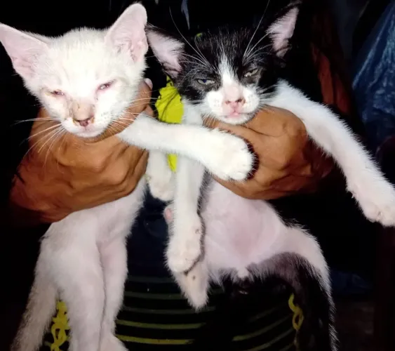 Gatos