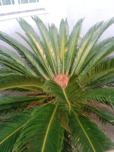 Cica revoluta planta de jardins, palmeira para jardins 