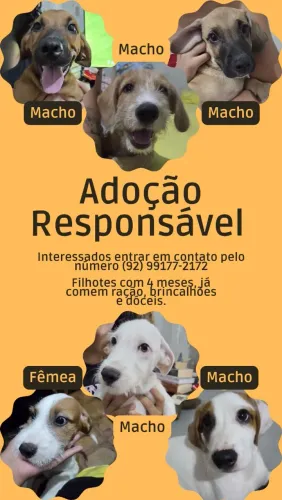 Filhotes para doação