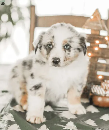 Filhotes Border Collie com olhos azuis e temperamento ativo