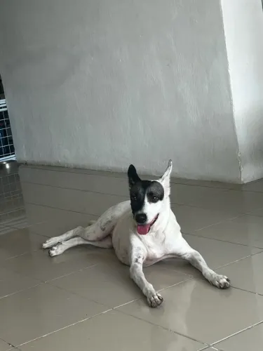 Cadela para adoção 