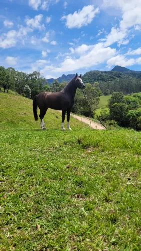 Cavalo 