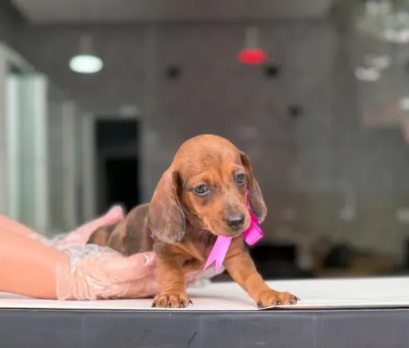 Teckel fêmea encantadora com pedigree e segurança total!