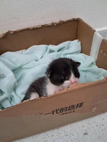 gatinho adoção responsável 