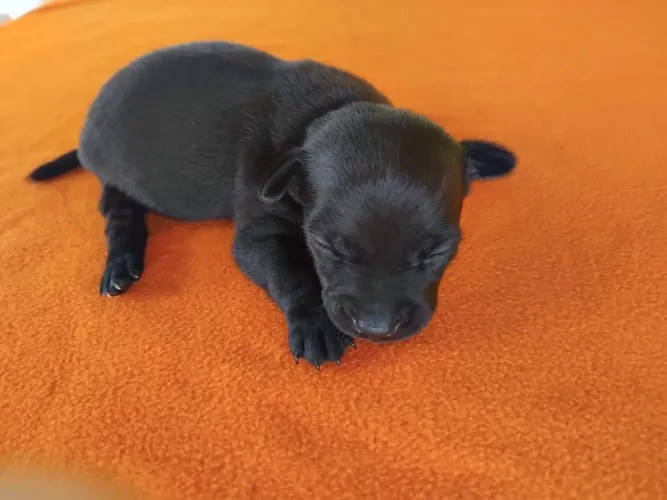 Pinscher