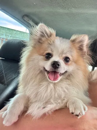 Lulu da Pomerânia Fêmea - 09 Meses