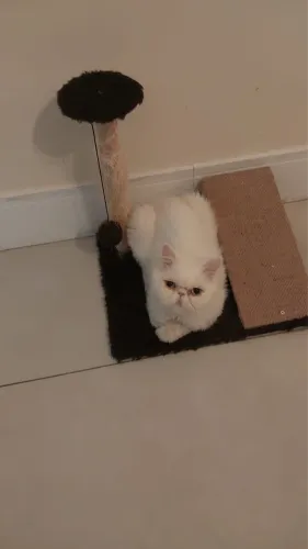 Gata persa procura namorado