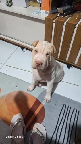 Cachorro