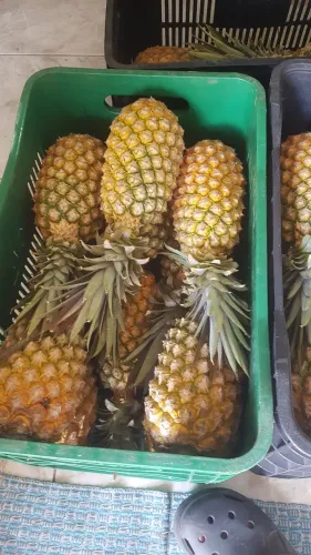 Abacaxi Turiaçú