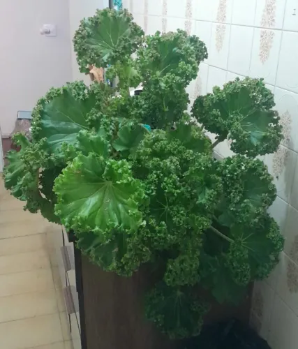 Planta Begônia 