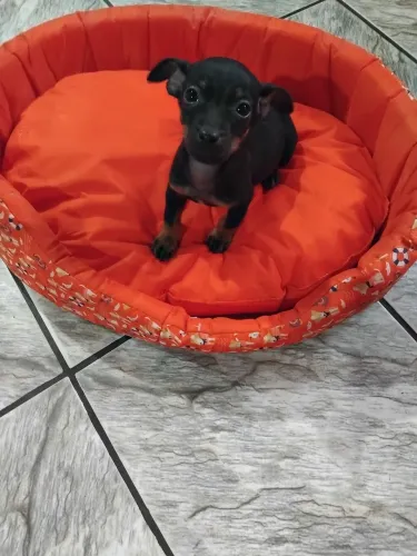Vende-se filhote de pinscher macho número 1