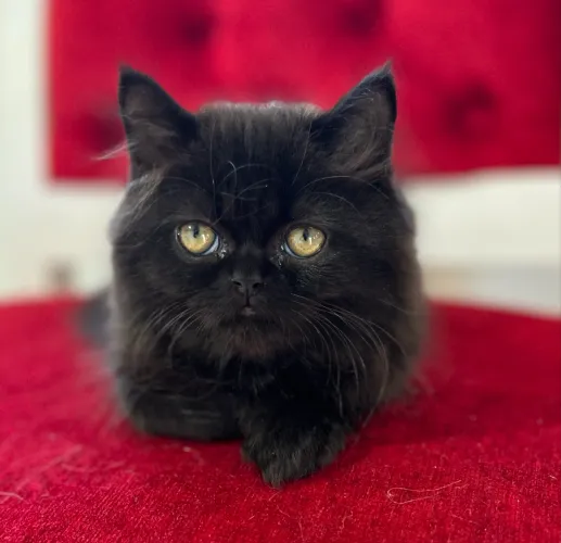 Gato persa macho 