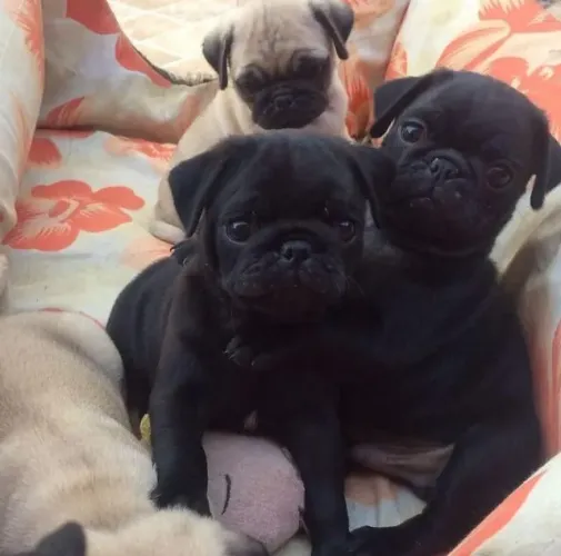Pug Filhote O Xodó Que Vai Conquistar Seu Lar