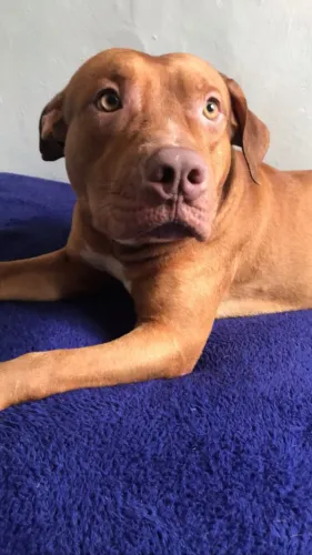 Pitbull para adoção