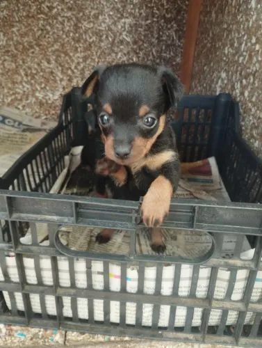 Filhote de pinscher número 01