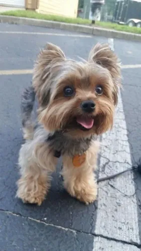 Filhote Yorkshire Terrier mestres na arrecadação de amar