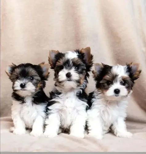 Biewer lindos bebês