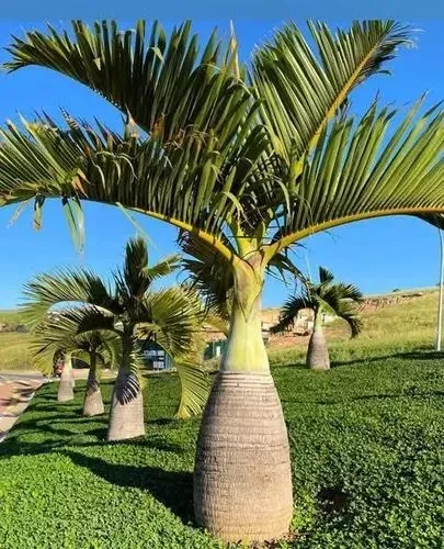 Mudas da Palmeira garrafa