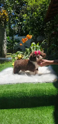Shih-tzu Chocolate fêmea- Ótimo valor